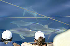 Temptation Sailing - Accommodation Perth 2