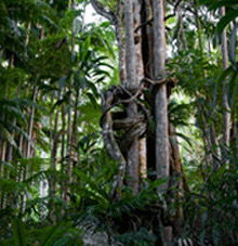 Rainforest Skywalk - Accommodation Perth 3