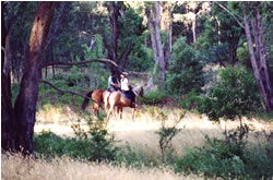 High Country Horses - Accommodation Perth 1