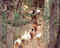 High Country Horses - Accommodation Perth 2