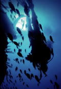 Scuba World - Accommodation Perth 0