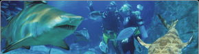 Scuba World - Accommodation Perth 1