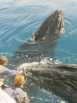 Storeyline Tours - Accommodation Perth 1