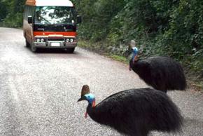 Kookaburra Tours - Accommodation Perth 0