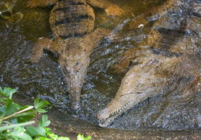 Rockhampton Zoo - Accommodation Perth 1