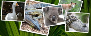Rockhampton Zoo - Accommodation Perth 2