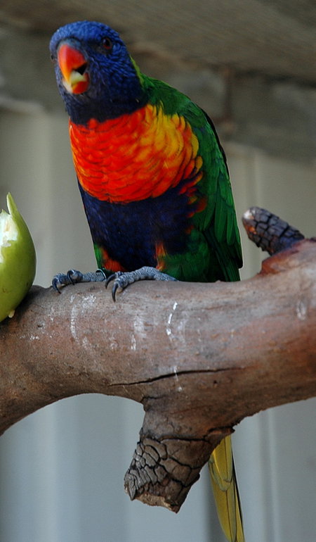 Bunbury Wildlife Park - Accommodation Perth 3