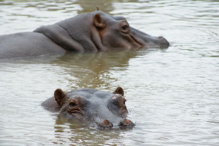 Cairns Wildlife Safari Reserve - Accommodation Perth 2