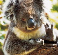 Gorge Wildlife Park - Accommodation Perth