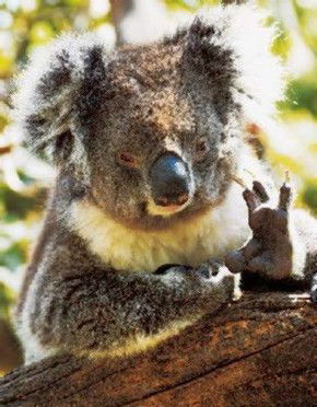 Gorge Wildlife Park - Accommodation Perth 0