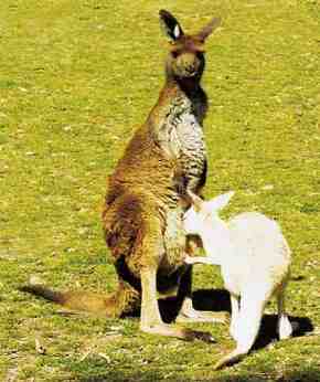 Gorge Wildlife Park - Accommodation Perth 1