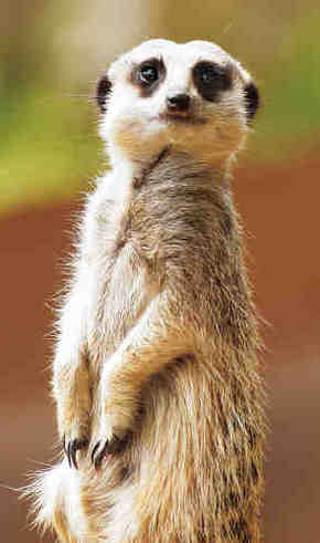 Gorge Wildlife Park - Accommodation Perth 2