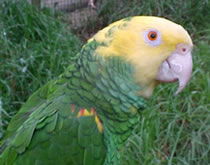 Gorge Wildlife Park - Accommodation Perth 3