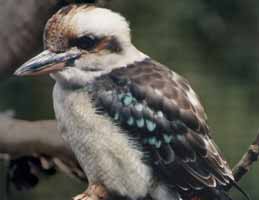 Nowra Wildlife Park - Accommodation Perth 2