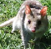 Urimbirra Wildlife Park - Accommodation Perth