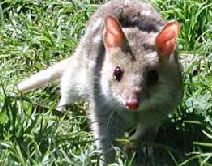 Urimbirra Wildlife Park - Accommodation Perth 0