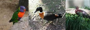 Urimbirra Wildlife Park - Accommodation Perth 2