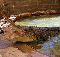 Wyndham Zoological Gardens and Crocodile Park - Accommodation Perth