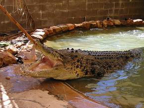 Wyndham Zoological Gardens And Crocodile Park - Accommodation Perth 0
