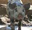 Wagga Wagga Zoo - Perth Resorts