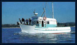 Polperro Dolphin Swims - Accommodation Perth 2