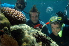 Dolphin Wild - Accommodation Perth 1