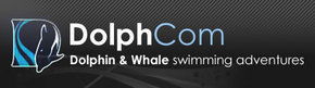 Dolphcom - Dolphin & Whale Swimming Adventures - Accommodation Perth 0