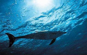 Dolphcom - Dolphin & Whale Swimming Adventures - Accommodation Perth 1