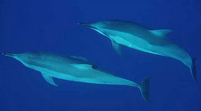 Dolphcom - Dolphin & Whale Swimming Adventures - Accommodation Perth 3