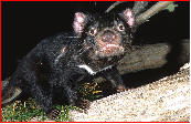 Something Wild - Accommodation Perth 2