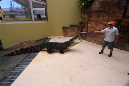 Crocosaurus Cove - Accommodation Perth 2
