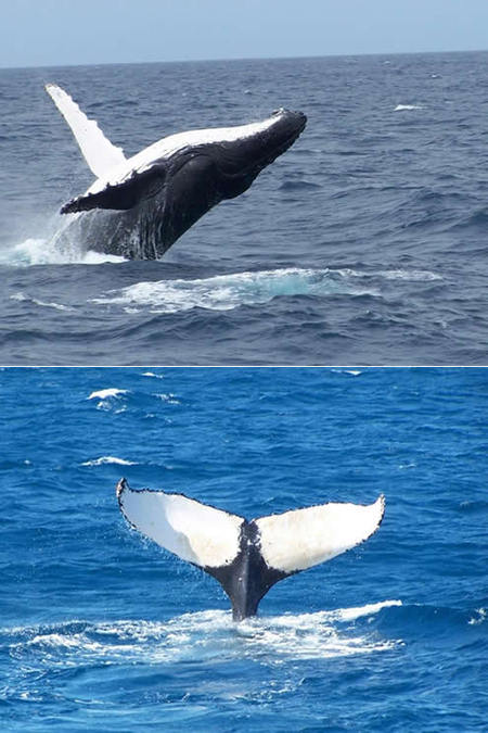 Mills Charters Fishing And Whale Watch Cruises - Accommodation Perth 3