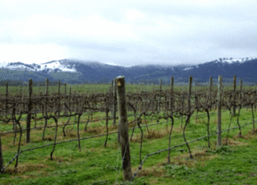 Kinloch Wines - Accommodation Perth