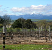 Buller View Wines - Accommodation Perth