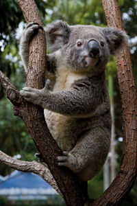 Currumbin Wildlife Sanctuary - Accommodation Perth 1