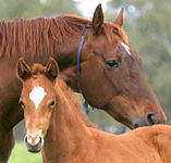 Blue Gum Farm - Accommodation Perth