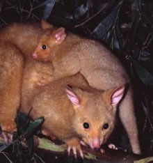 Geckoes Wildlife Presentations - Accommodation Perth 1