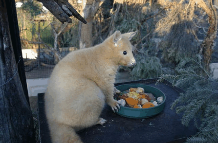 Caversham Wildlife Park - Accommodation Perth 1