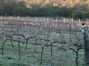 Lion Mill Vineyards - Accommodation Perth 1