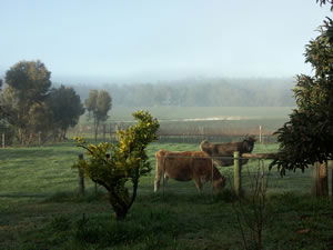 Lion Mill Vineyards - Accommodation Perth 2