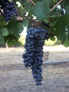Lion Mill Vineyards - Accommodation Perth 3
