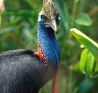 David Fleay Wildlife Park - Accommodation Perth