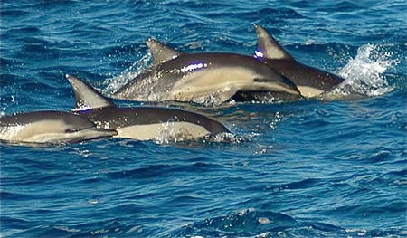 Dolphin Swim Australia - Accommodation Perth 0