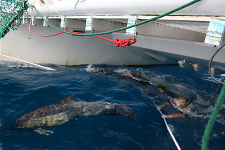 Dolphin Swim Australia - Accommodation Perth 1