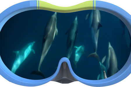 Dolphin Swim Australia - Accommodation Perth 3