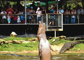 Crocodylus Park - Accommodation Perth 2