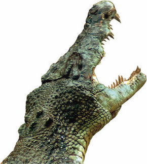 Crocodylus Park - Accommodation Perth 3