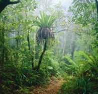 Lamington National Park and OReillys - Accommodation Perth