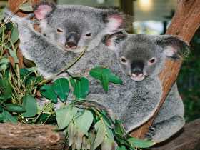 Kuranda Koala Gardens - Accommodation Perth 2