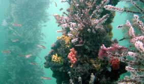 Underwater Sports Diving Centre - Accommodation Perth 2